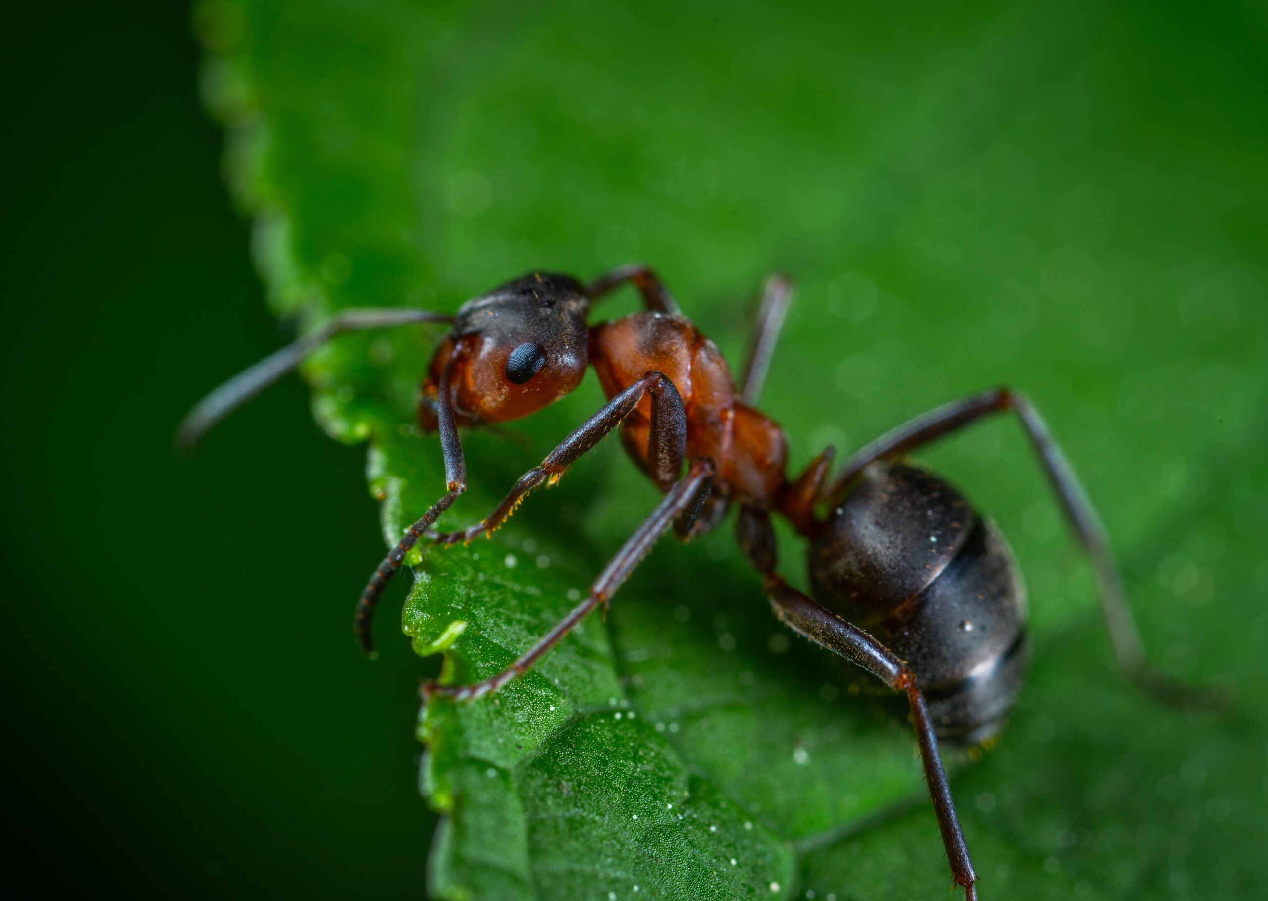 Home remedies to get rid of Ants