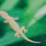 home remedies for Lizards