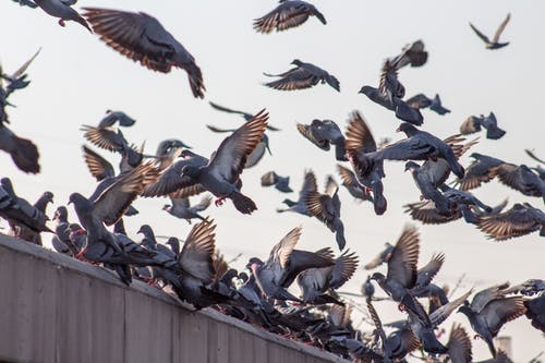 Ways to get rid of Pigeons