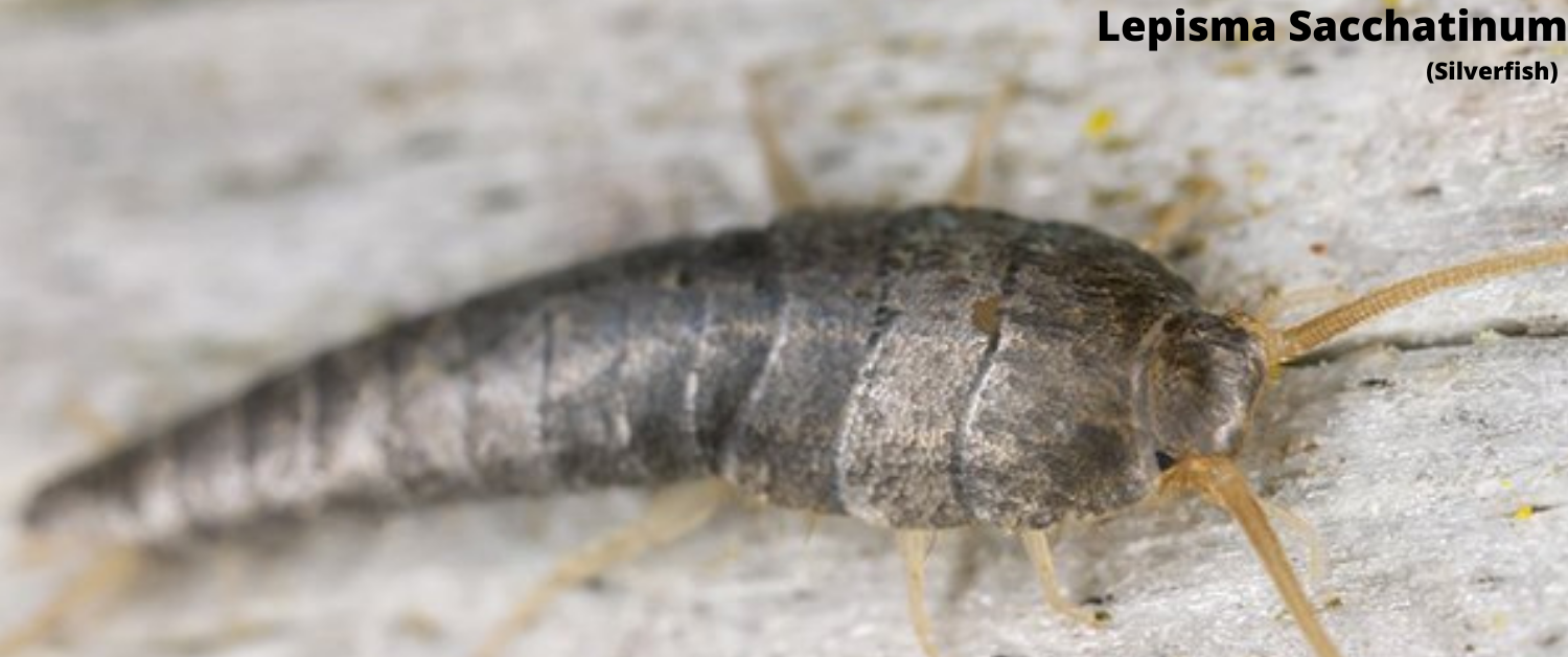 Home remedies to get rid of Silverfish
