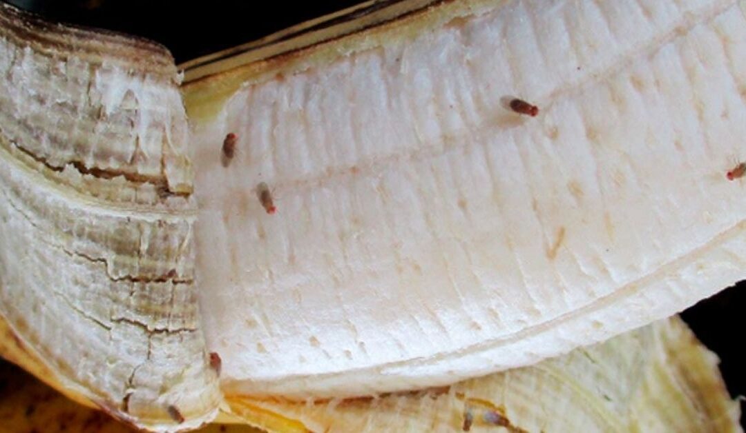 Quick Tips to get rid of Fruit Flies in your Kitchen Insights with Ruchi