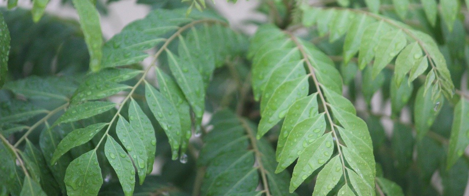 Tips to keep Curry Leaves fresh for long
