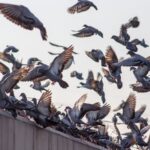 home remedies to get rid of pigeons