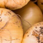 black spotted onion