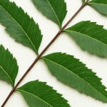 neem oil benefits for home